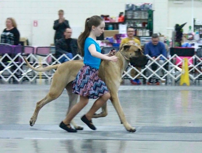 Dog Show Training With Laura