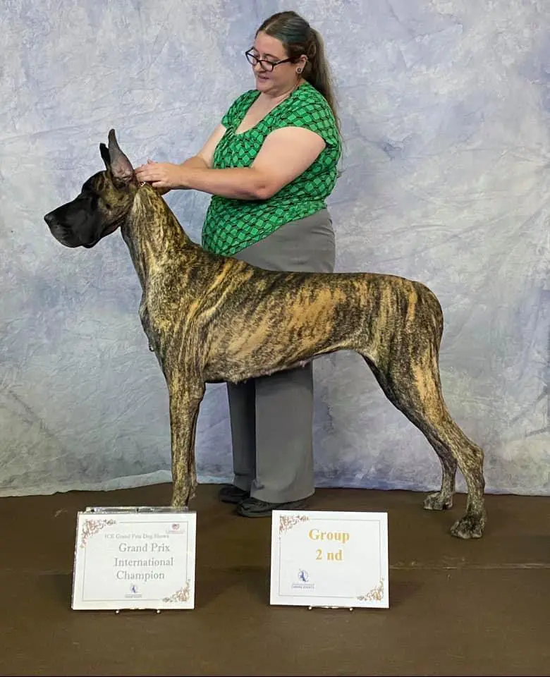 Dog Show Training With Laura