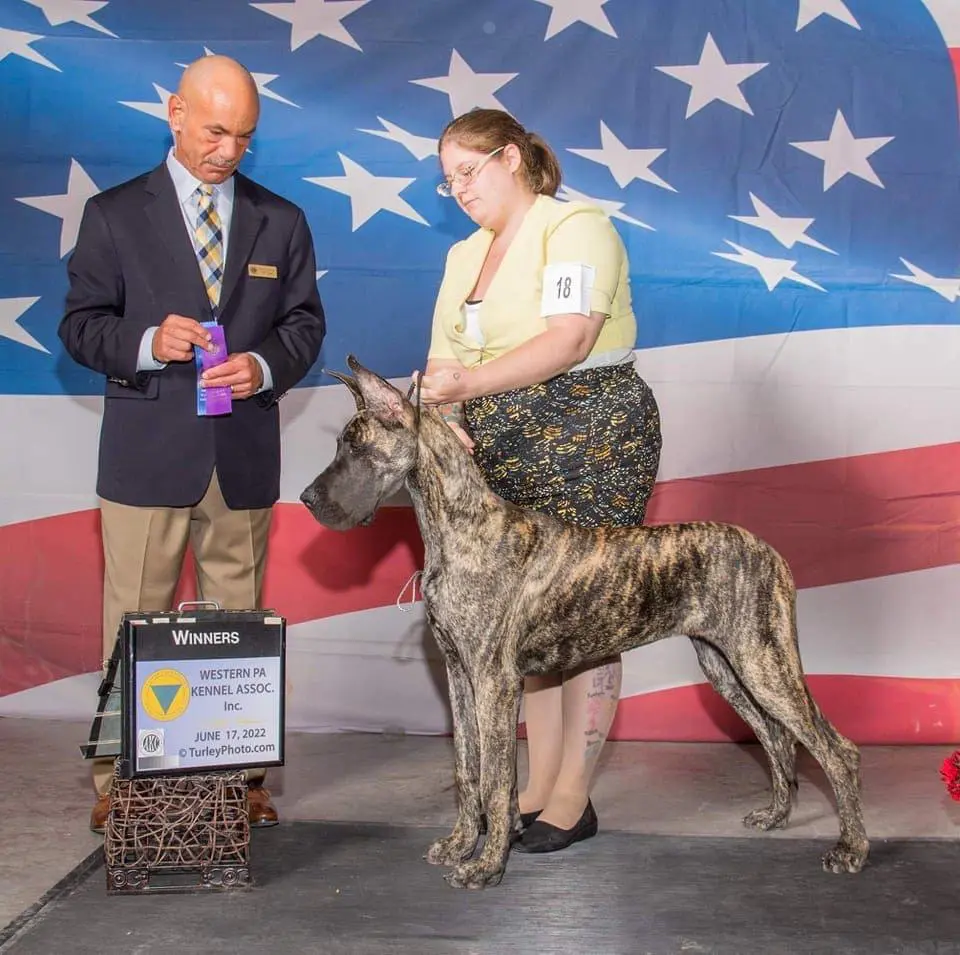A dog is receiving an award at a show