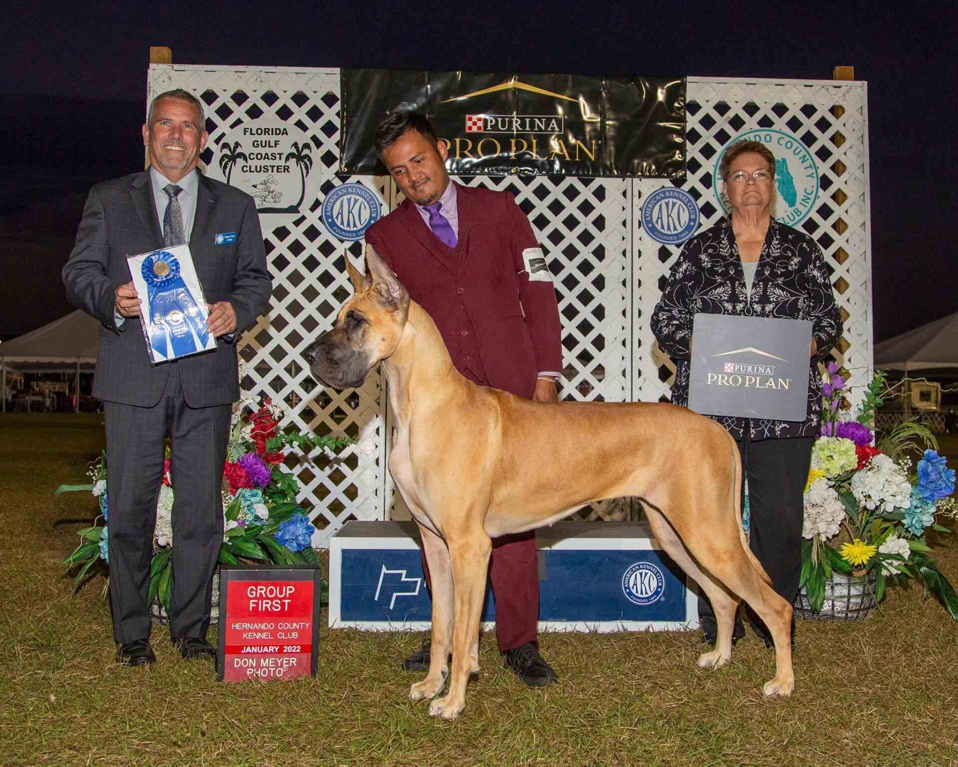 A dog show event with a beautiful tall dog